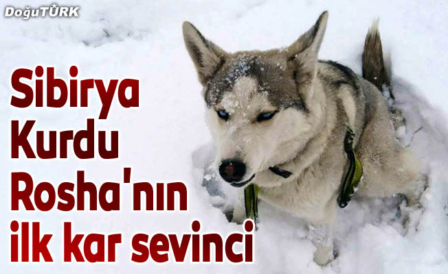 Sibirya Kurdu Rosha'nın ilk kar sevinci