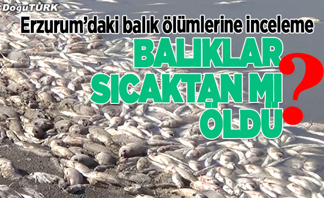 Erzurum’daki balık ölümlerine ilişkin inceleme