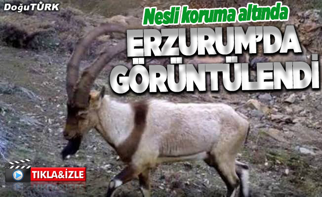 Erzurum'da yaban keçisi sürüsü görüntülendi