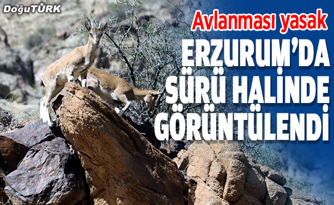 Erzurum'da sürü halinde yaban keçileri görüntülendi