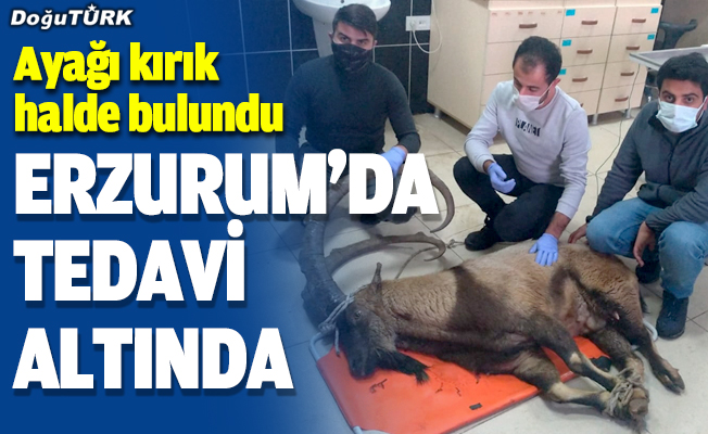 Yaban keçisi Erzurum'da tedavi altına alındı