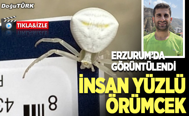 Erzurum'da görüntülenen "insan yüzlü örümcek" şaşırttı
