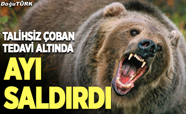 Erzurum’da ayı saldırdı