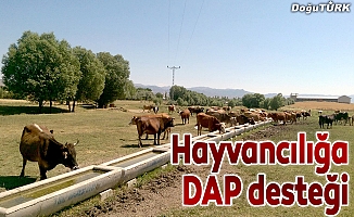 Hayvancılığa DAP desteği