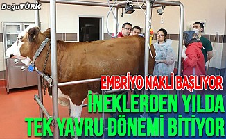Atatürk Üniversitesi "ineklerde embriyo nakli"ne başladı