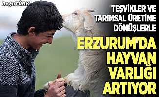 Teşvikler ve tarımsal üretime dönüşlerle Erzurum'da hayvan varlığı artıyor